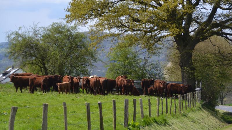 Pour certains États membres, la flexibilité tous azimuts pourrait conduire à une renationalisation de la Pac.