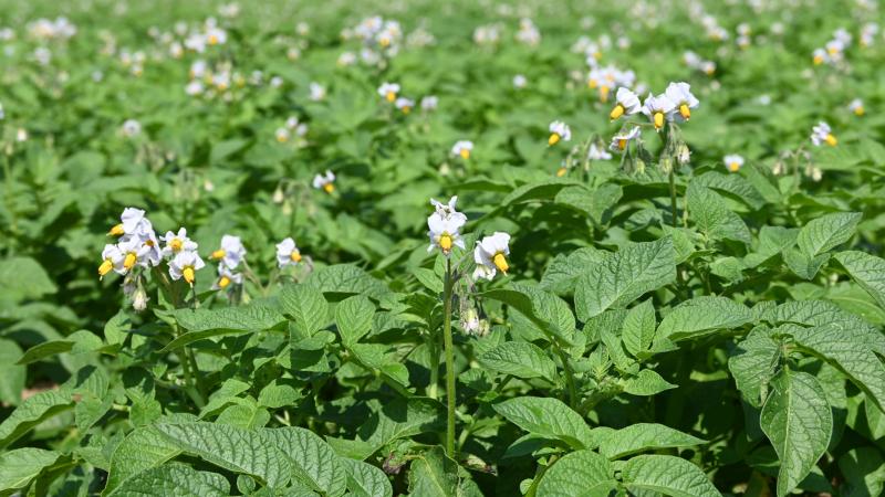 Avec 7% d’emblavements supplémentaires et des rendements supérieurs à hauteur de 5%, la production globale de pommes de terre s’évalue à 10% de plus qu’en 2024.