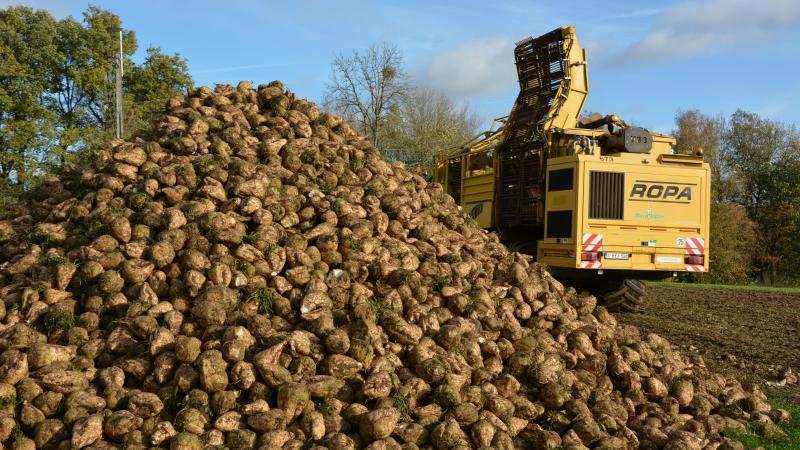 La betterave, longtemps pilier du modèle agricole wallon, se retrouve à un moment charnière.