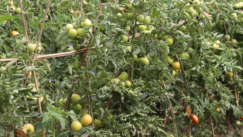 Les tomates, comme d'autres cultures qui développent beaucoup de masse végétale, ont besoin mobiliser de grande quantités de minéraux au départ du sol.