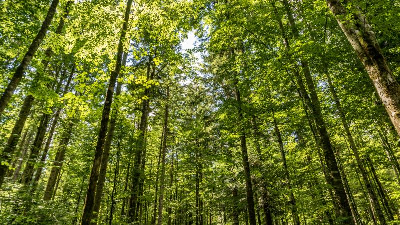 Suite au vote, les ONG environnementales ont dénoncé un enchaînement de renoncements.