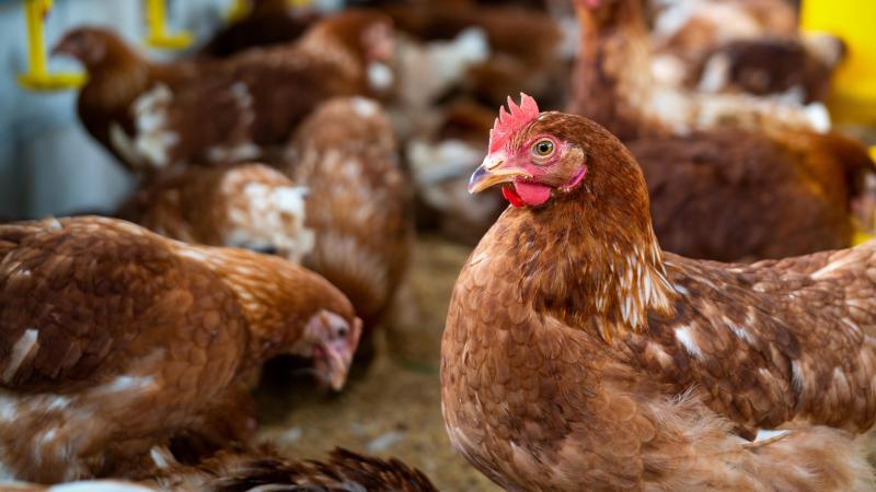 Le ton est monté au parlement lorsque les élus ont abordé ce qui est devenu le symbole de l’obsolescence du cadre réglementaire : la teneur maximale en eau des viandes de volaille.