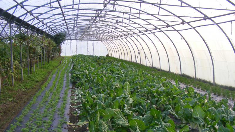 Les tuyaux d'irrigation sont à nettoyer pour enlever les dépôts minéraux et déloger les biofilms accumulés. Deux objectifs recourant à des produits complémentaires à utiliser l'un après l'autre.