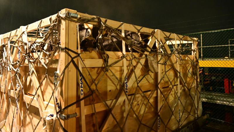 Concernant le transit d'animaux vivants, il s'agit principalement d'animaux destinés au sport, à la reproduction ou à l'exportation, notamment plus de 3.000 vaches gestantes parties ces dernières semaines.