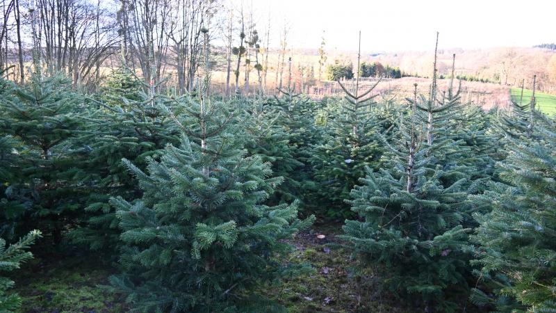 Depuis 35 ans, le ferme Dubois propose des sapins de Noël. Le Nordmann reste la préférence de la clientèle.