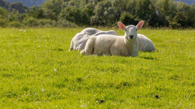 Les corapporteurs regrettent que  la commission se retranche uniquement derrière un chiffre symbolique  de 2.000 milliards € aux prix courants.