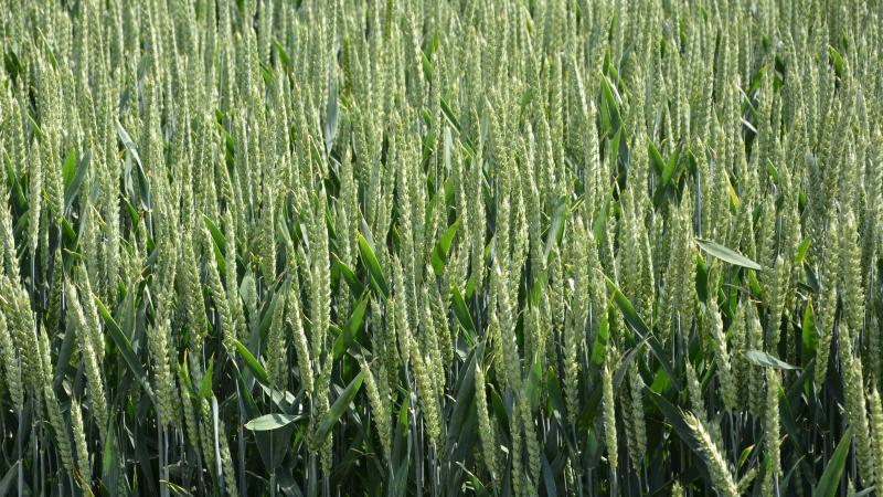 La mise sur le marché de nouvelles variétés témoigne des progrès réalisés ces dernières années.