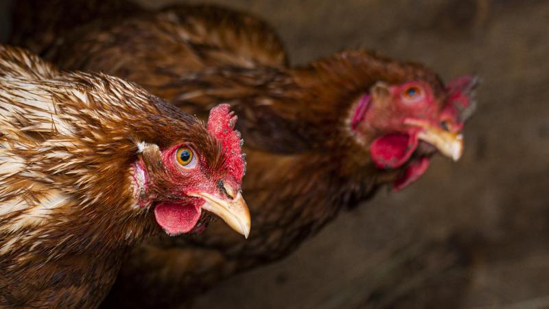 En comptant ce nouveau foyer, des foyers ont déjà été détectés cet automne dans dix élevages de volailles et chez deux éleveurs amateurs.