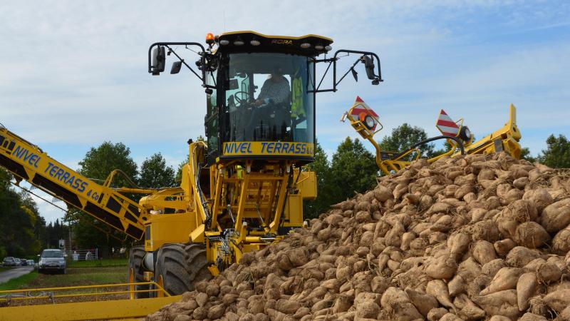 La filière betteravière est fortement touchée, avec une rémunération  des producteurs estimées  en chute libre (-30,5 %).