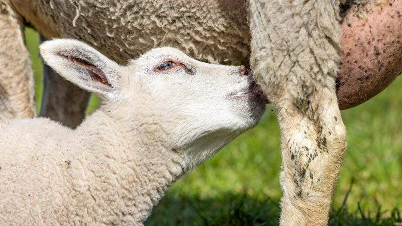 Un jeune vigoureux et une mère aux évidentes qualités maternelles, c’est gagnant. Mais tout ne se passe pas toujours comme prévu…