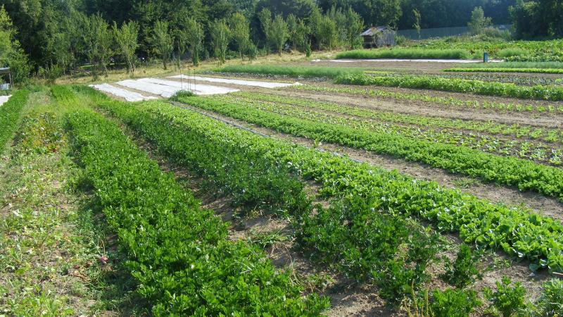 L'organisation des parcelles permet de rationaliser les besoins en main-d'œuvre.