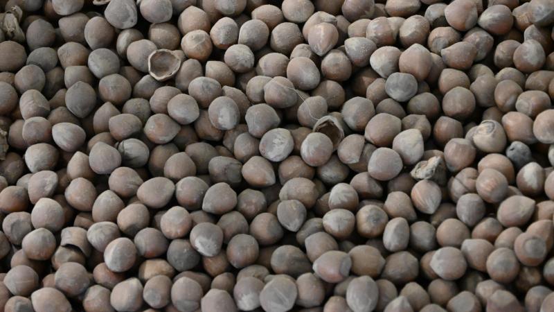 Parmi les lauréats, figure notamment Agronuts, primé pour son projet de production de noisettes bio belges.