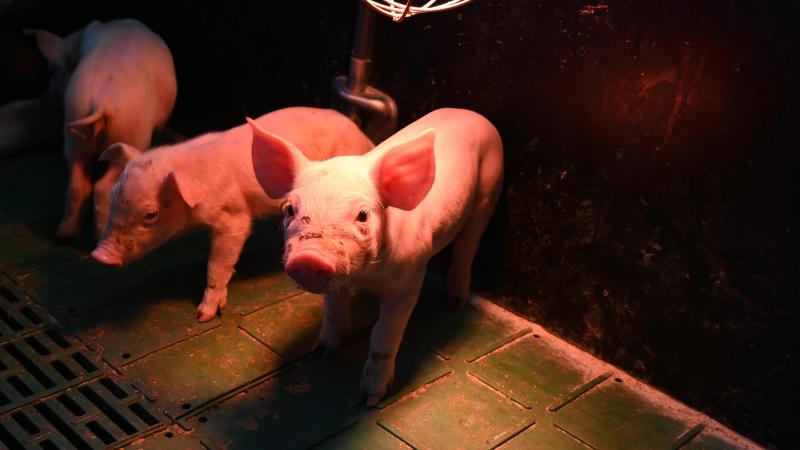 Les truies et leurs porcelets devront disposer d’une surface au sol d’au moins 6,5m2.