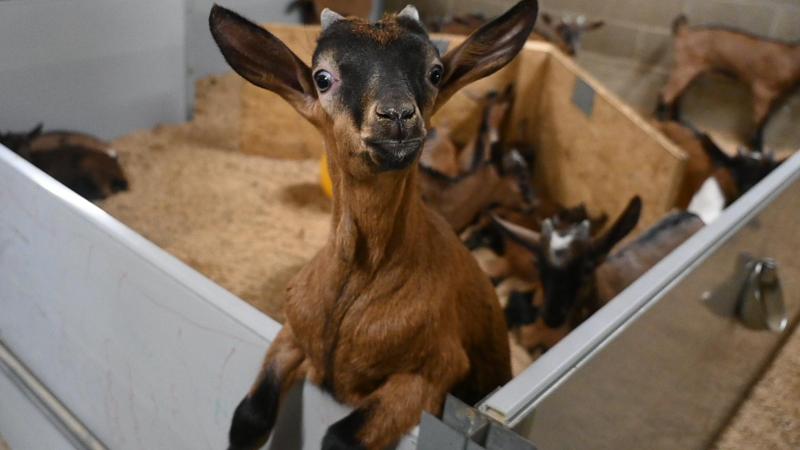 Ces mâles reçoivent d’abord le colostrum de leur mère, et ensuite de la poudre de lait. L’éleveur a trouvé plusieurs filières pour ses chevreaux : des colis à la ferme, la vente à un abattoir, et une collaboration avec le Collège des producteurs pour la valorisation de cette viande locale.