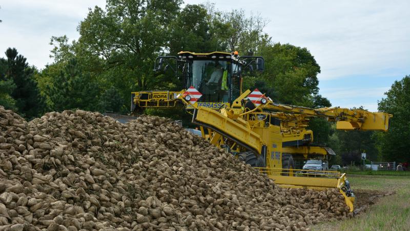 Durant cette campagne, environ 100 t/ha de betteraves ont été récoltées en moyenne, avec une teneur en sucre supérieure à 18%. Soit bien plus que lors de la campagne précédente.