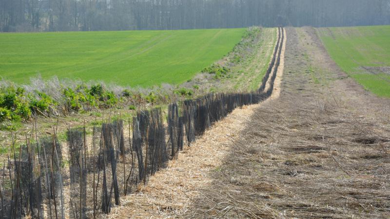 « À la fin de l’année 2024, Yes We Plant a permis  la plantation de 1.600 km de haies et près de  910.000 arbres en Wallonie » a précisé la ministre.