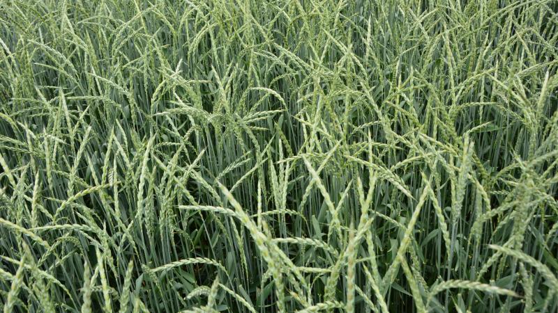 Seule une variété d’épeautre,  issue du travail mené par le Cra-w,  rejoint le catalogue national.