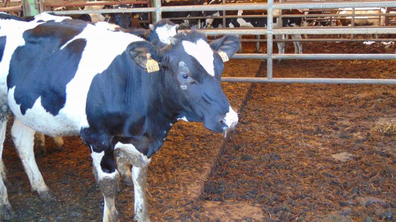 Les produits laitiers feront partie du « bilan de santé »  de la situation des marchés agricoles que la commission européenne souhaite entreprendre au cours  des prochains mois.