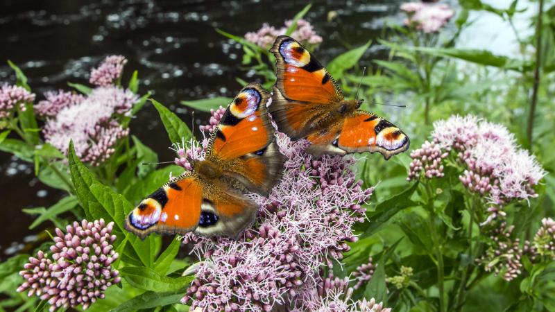 Le rapport présente plus de 100 actions que les entreprises peuvent mettre en oeuvre pour mesurer leur dépendance à la nature et tenter de trouver des solutions.