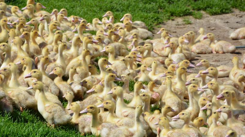 La formation doit notamment permettre aux futurs éleveurs d’acquérir la capacité de réaliser l’engraissement,  en appréhendant en amont la phase d’élevage.