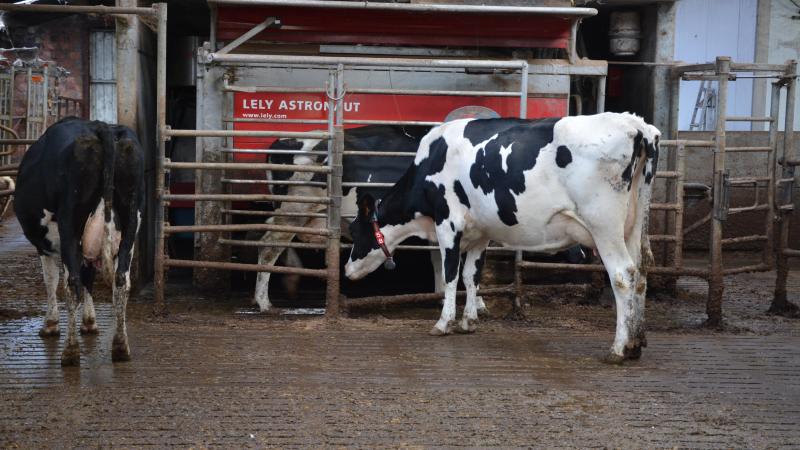 Le premier élément qui stimulera les vaches à aller au robot est la nourriture qu’elle y recevront.