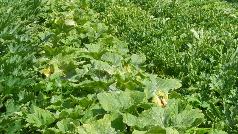 La diversité des cultures maraîchères permet d'élargir l'offre pour la vente au détail. Toutefois, il peut être difficile de produire et de récolter avec des machines adaptées et performantes. Des choix sont donc nécessaires.