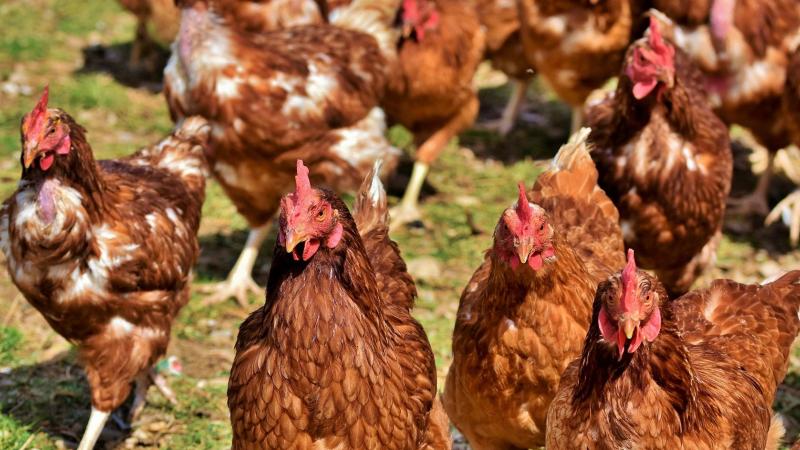 chicken-4155959_1920