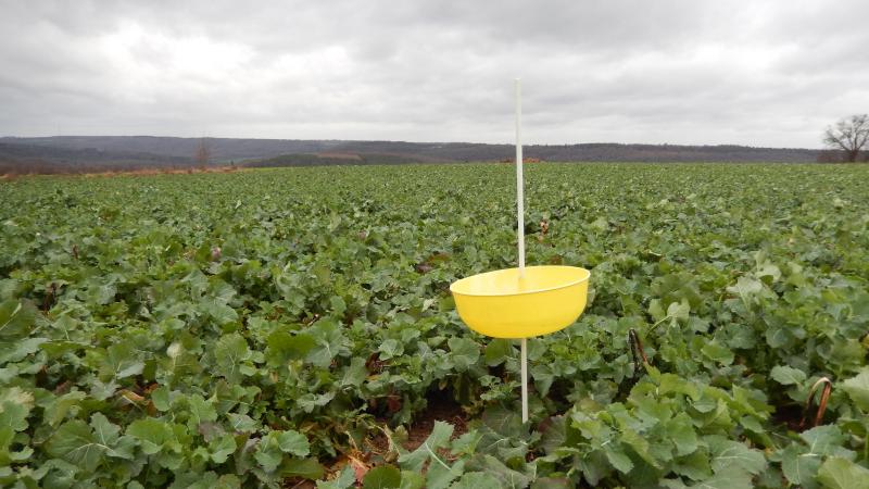 Le charançon de la tige est le premier insecte à surveiller.
