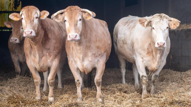 La Blonde d’Aquitaine fêtera l’année prochaine ses 65ans d’existence.