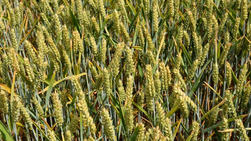 Par cette opération, la Scam entend associer  ses coopérateurs plutôt que dépendre  exclusivement du secteur bancaire.