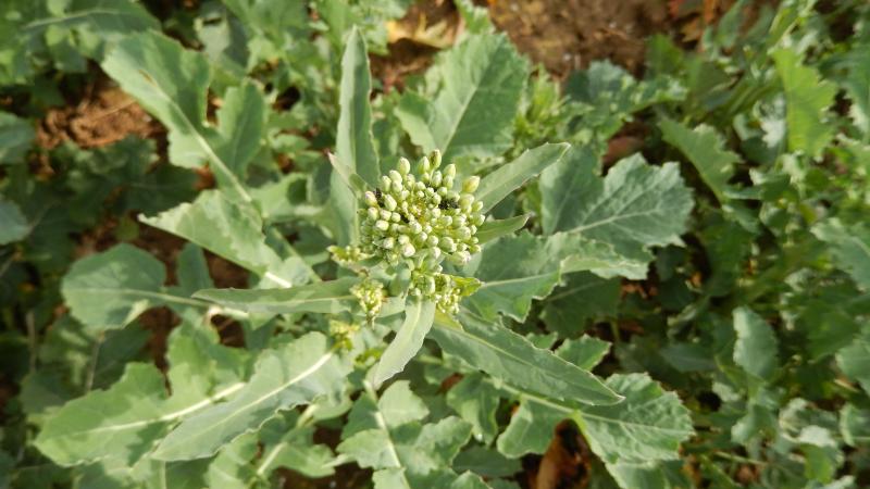 Les prévisions météo pour les prochains jours seront sans doute moins favorables aux vols d’insectes. Il faut toutefois toujours contrôler leur présence dans la culture.