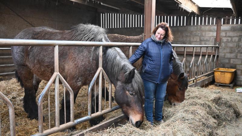 Passionnée par les chevaux depuis de nombreuses années, Karine élevait initialement des chevaux de sport avant de se tourner vers le Trait belge.