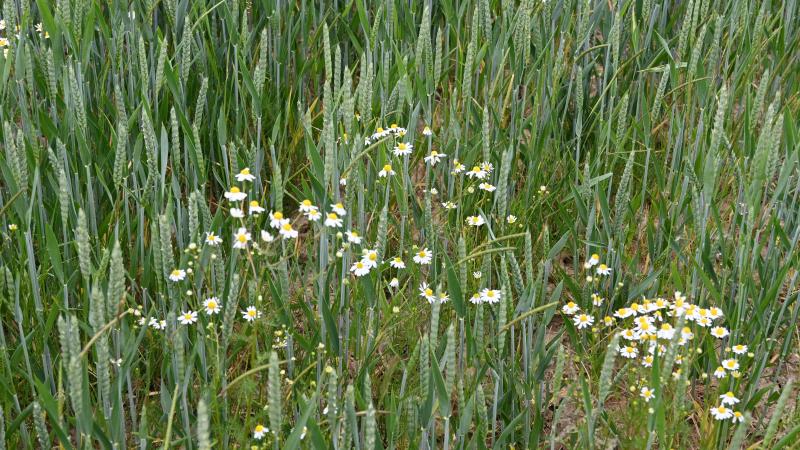 En cas de mélange d’un produit antidicotylée avec un antigraminée, il importe de s'assurer de l'absence d'effet antagoniste, qui réduirait l'efficacité d'au moins un des partenaires par rapport à son utilisation seul.