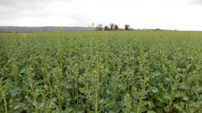 La surveillance des méligèthes doit continuer jusqu’à la floraison de la variété principale.