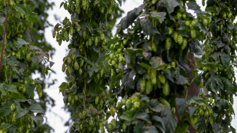 La région de Poperinge est historiquement connue pour ses champs de houblon.
