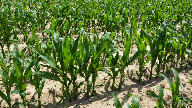 Le maïs valorise particulièrement bien les apports de matières organiques, ce qui explique le recours fréquent à une fertilisation mixte (engrais de ferme et engrais minéraux)