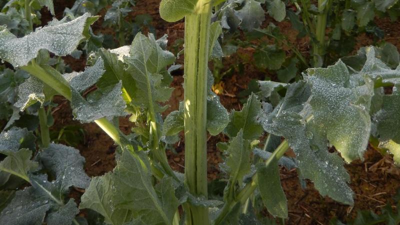 Suite aux gelées nocturnes, des fentes longitudinales peuvent être observées sur les tiges.