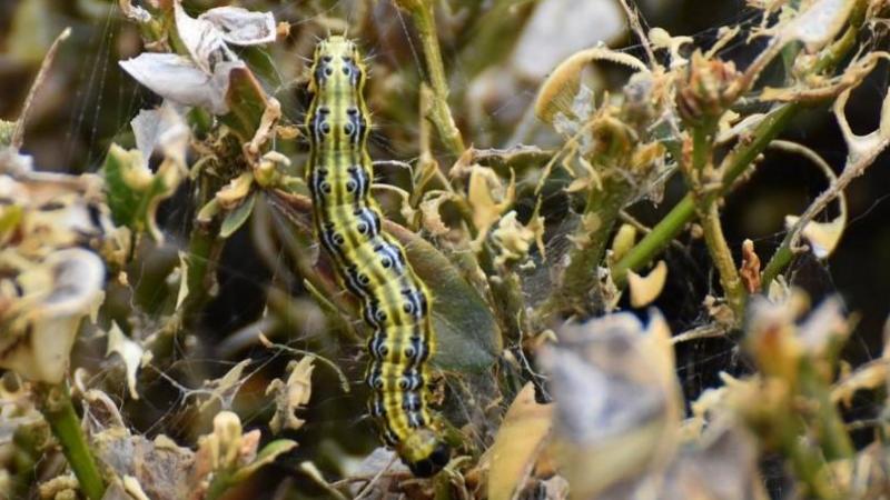 La chenille provoque déjà ses premiers dégâts...  Il faut donc intervenir sans tarder.