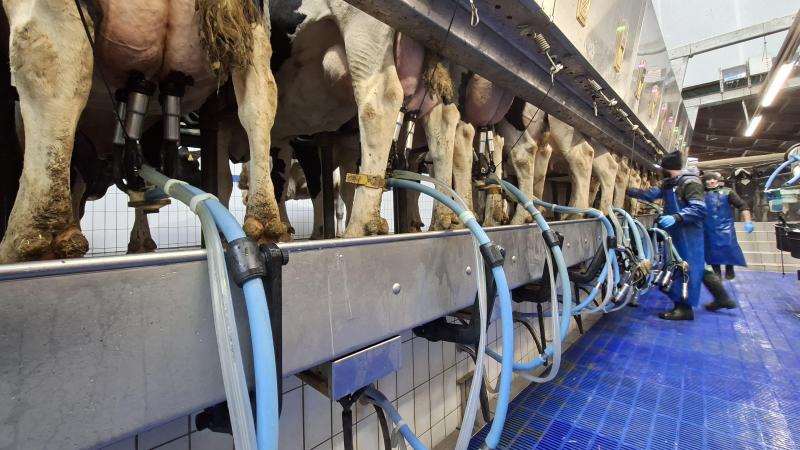 Le faisceau reste stable, droit et positionné avec précision sous la mamelle pendant toute la durée de la traite.