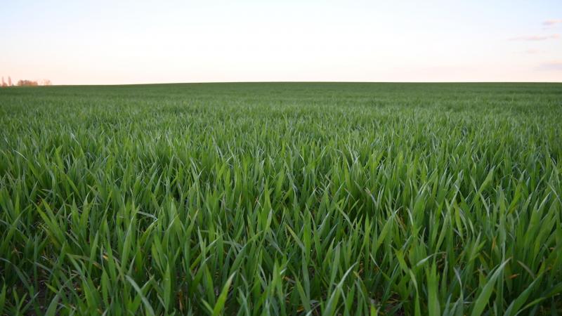 La septoriose progresse dans certaines parcelles de froment, principalement sur les feuilles basses, rendant indispensable une observation attentive afin d’adapter les interventions fongicides au niveau de pression et au stade de la culture.