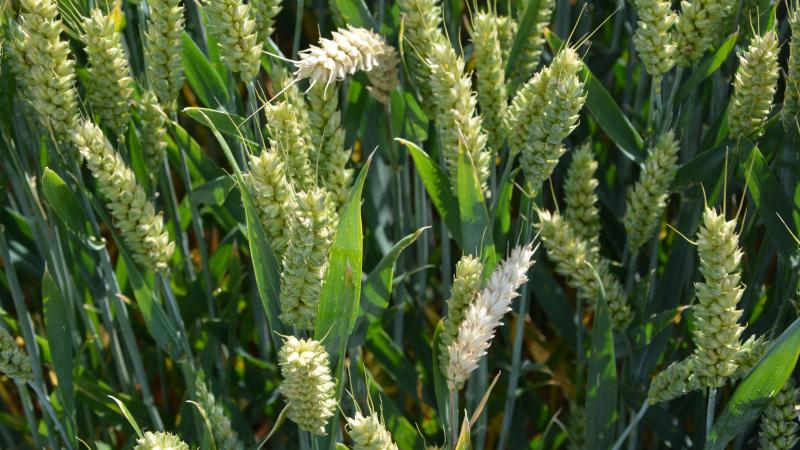 Avant toute chose, la gestion de la fusariose repose sur des mesures préventives, notamment l’utilisation de variétés moins sensibles et la qualité du labour, particulièrement en cas de succession avec du maïs ou du froment.