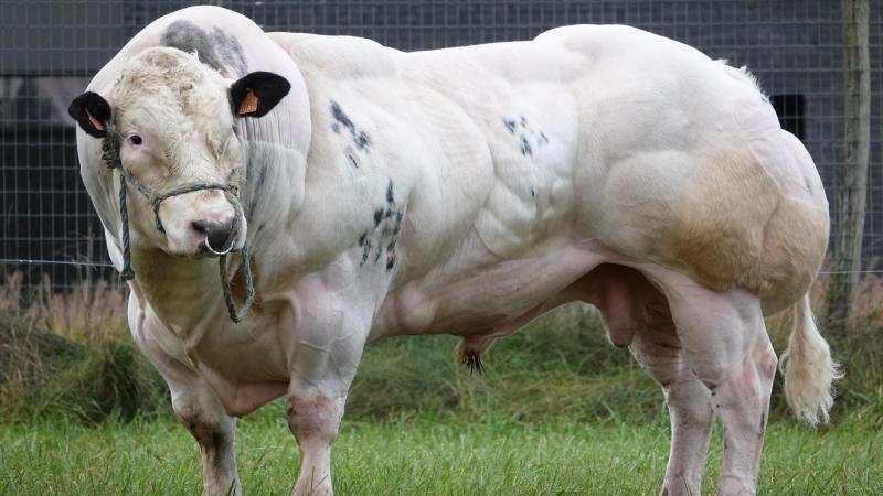 Né en 2021, Avicii de Mahoney est devenu une valeur sûre du centre.