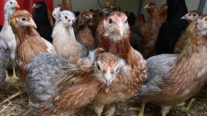 De nouvelles mesures pourraient être prises en cas de nouvelle émergence du virus.