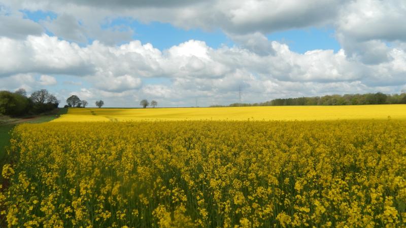 Jusqu’à la fin de la floraison, la surveillance du charançon des siliques se poursuit.