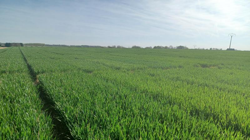 260421 - Froment d'hiver BBCH32