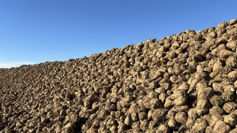 L’amélioration génétique de la betterave est précieuse et a énormément progressé ces dernières années.