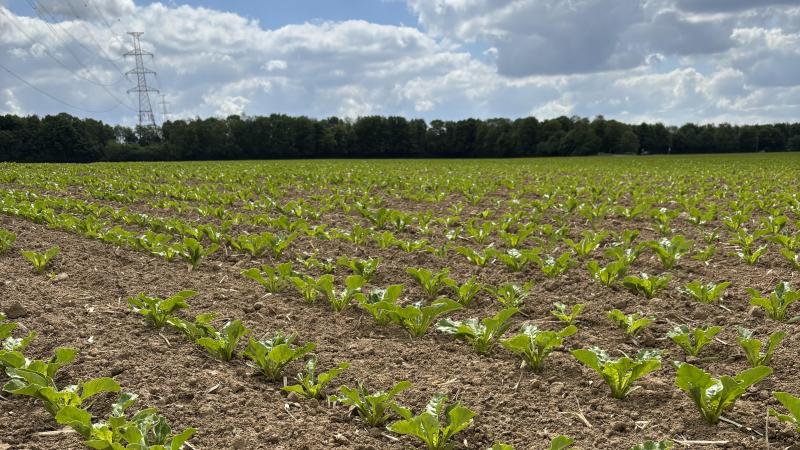 Entre réduction des emblavements et défis climatiques, la betterave reste un pilier de l’agriculture locale.