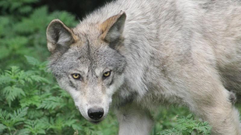 À ce jour, six éleveurs sur dix ayant déposé une demande depuis le 1er juillet 2025 ont reçu la visite d'un conseiller professionnel.