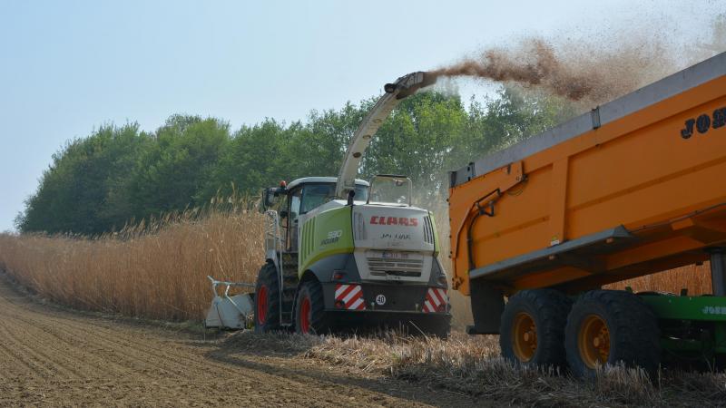 miscanthus