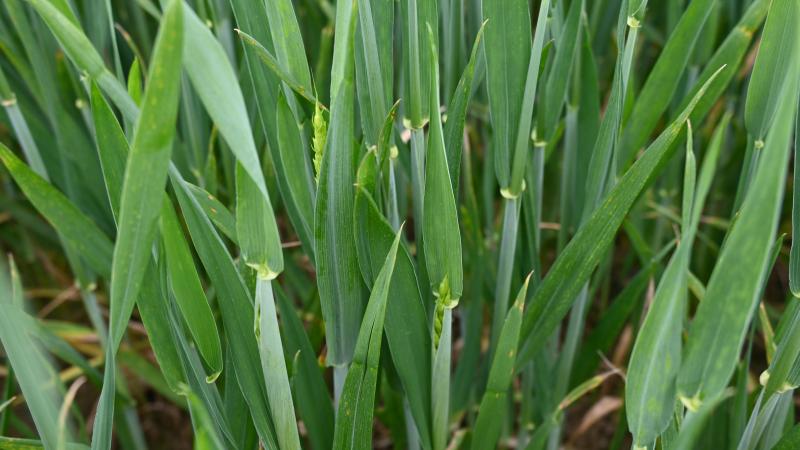 Les froments évoluent rapidement vers l’épiaison, tandis que la septoriose et les rouilles continuent de progresser dans plusieurs parcelles, appelant à une vigilance accrue.